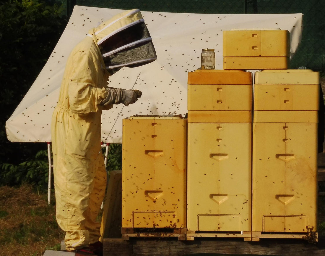 Fall beekeeping management: why less inspection means stronger colonies