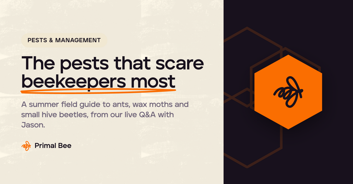 Summer pests explained: Live beekeeping Q&A with Dr. Jason Graham