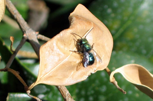 What beekeepers can learn from a solitary bee