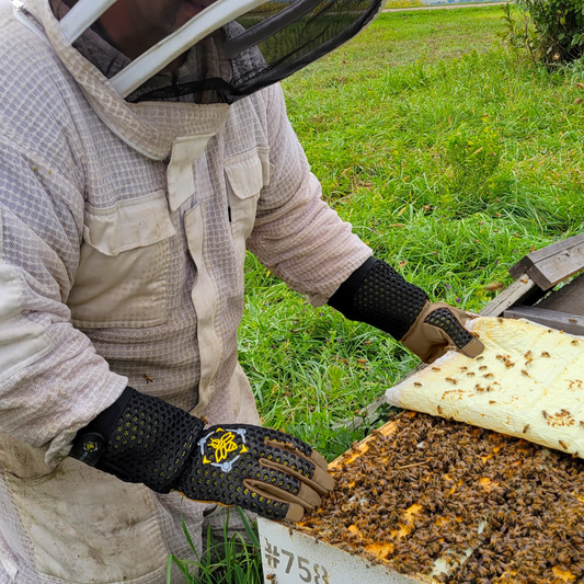 Your first year with a Primal Bee hive: the complete guide