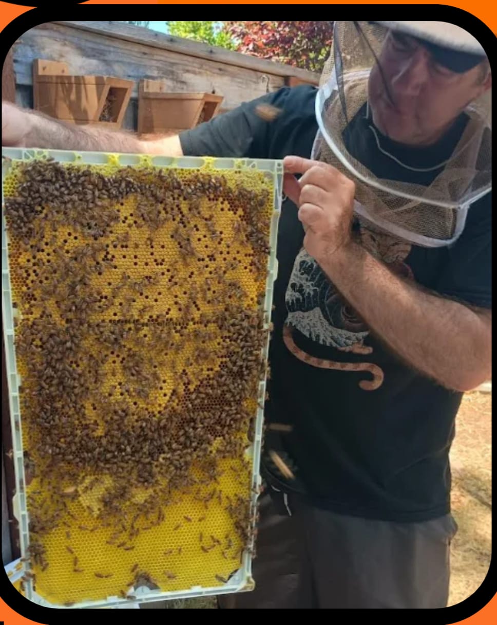 Colony splits explained: Live beekeeping Q&A with Dr. Jason Graham