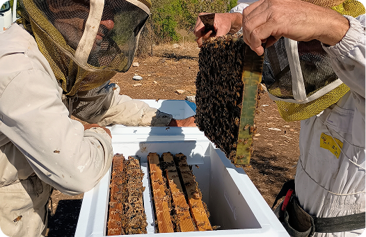 Ask 5 beekeepers, get 7 answers: three debates the forums still can't settle